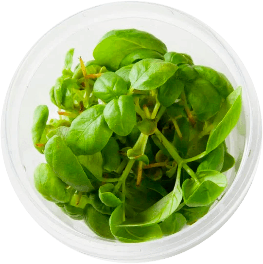 Happy Greens Farm Logo