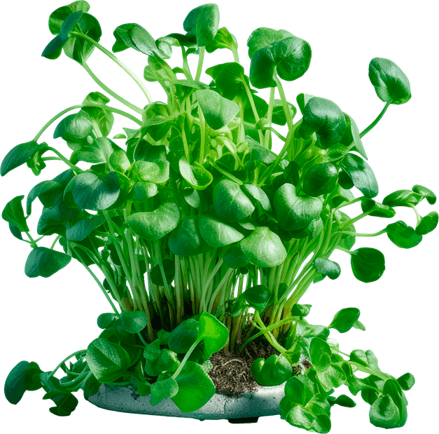 Planta